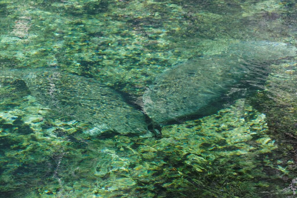 Blue Spring State Park, a Florida spring