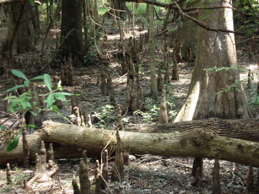 Ginnie Springs, a Florida spring
