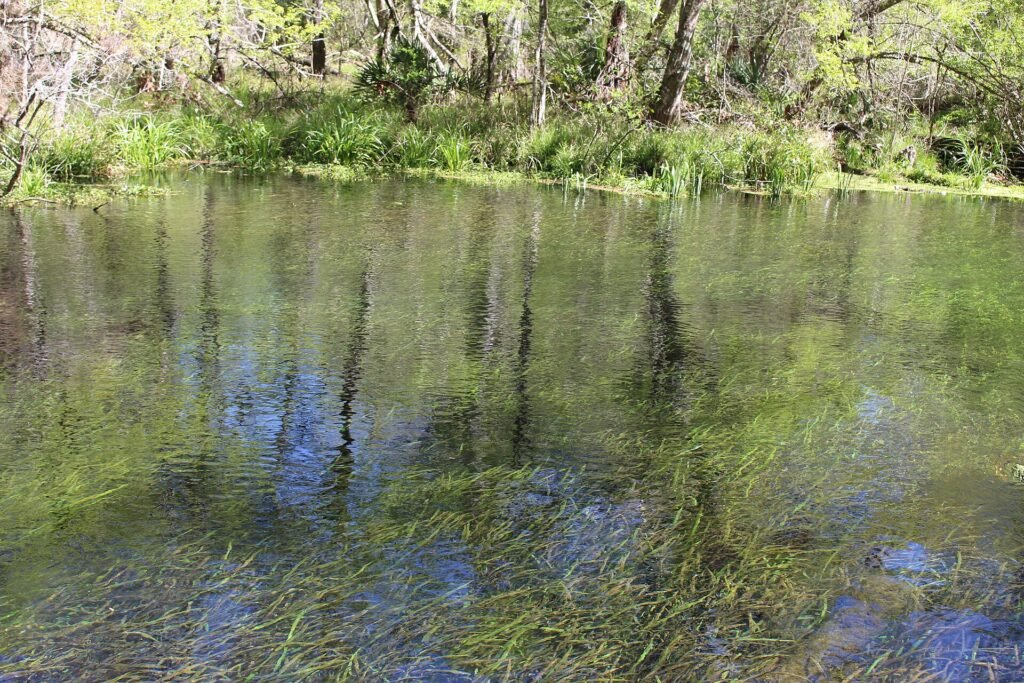 Ichetucknee Springs, a Florida spring