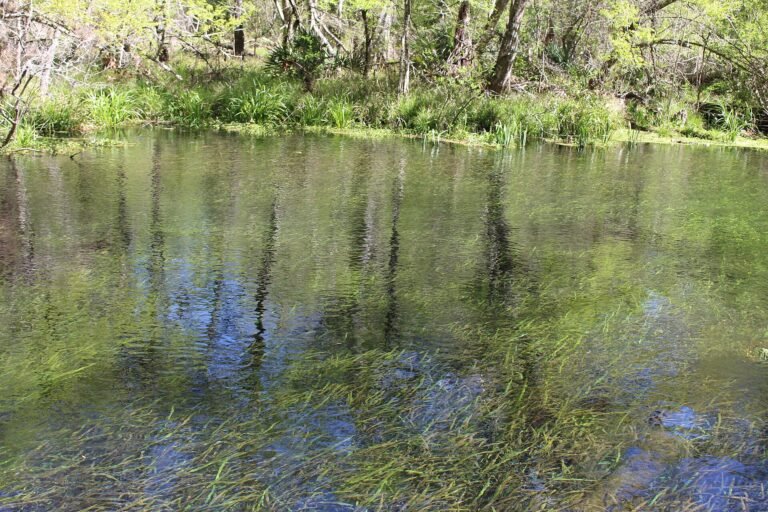 Ichetucknee Springs, a Florida spring