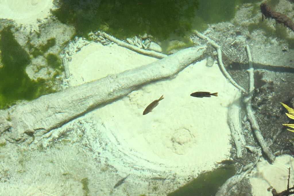 Juniper Springs, a Florida spring