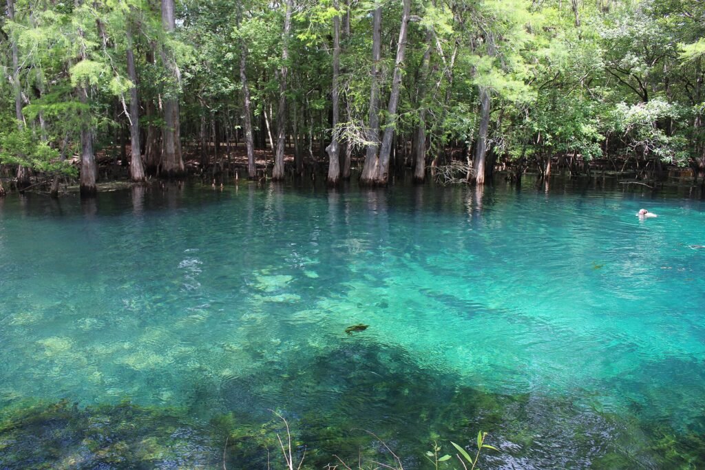 Manatee Springs, a Florida spring