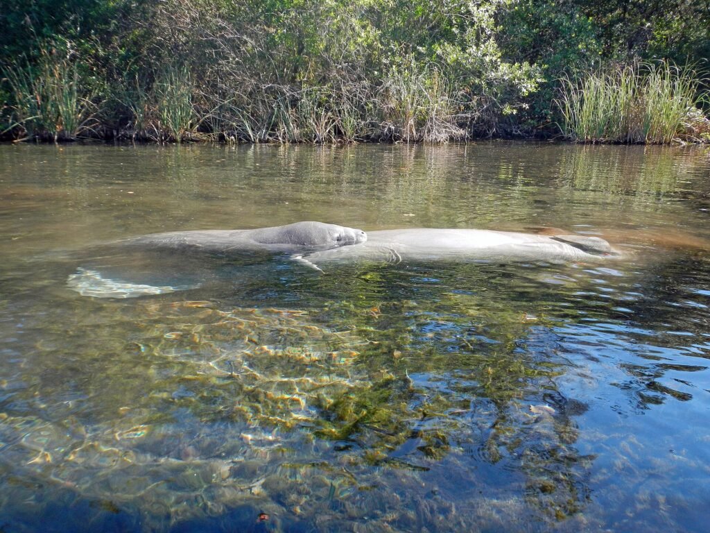 Weeki Wachee Springs, a Florida spring