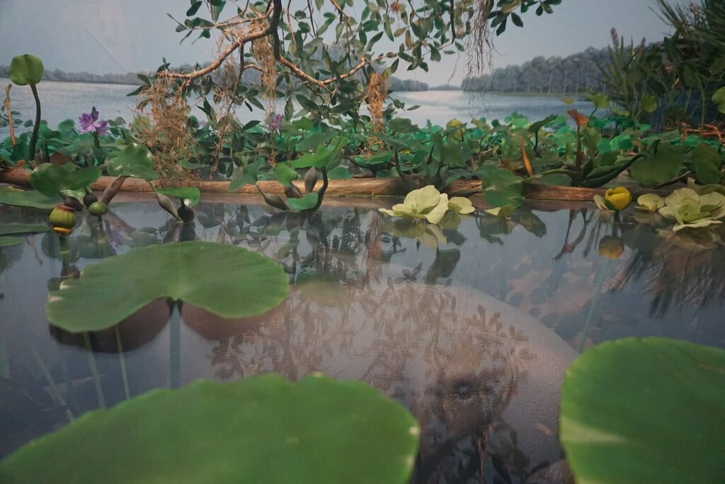 Blue Spring State Park, a Florida spring