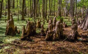 Wakulla Springs, a Florida spring