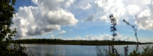 Salt Springs Observation Trail, Ocala National Forest, Florida